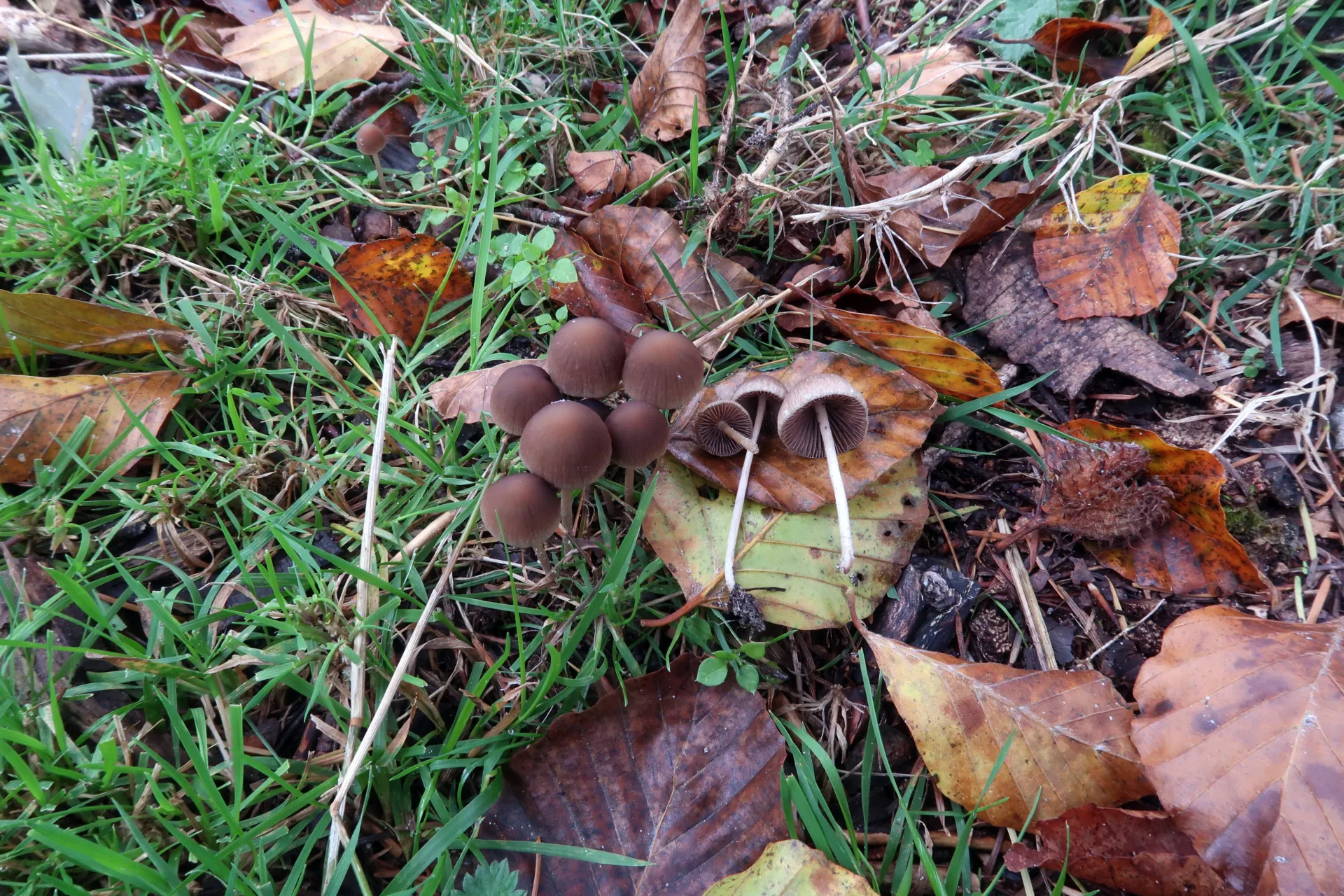 Psathyrella corrugis - 1 - IMG_4035